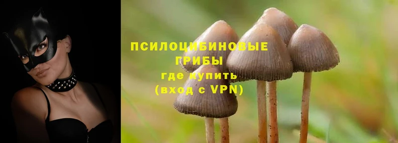 где можно купить   Гаджиево  Псилоцибиновые грибы Psilocybe 